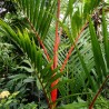 semillas de palmera roja