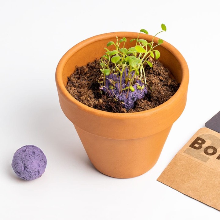 Bombas de biodiversidad (Flores Silvestres Moradas) | Semillas