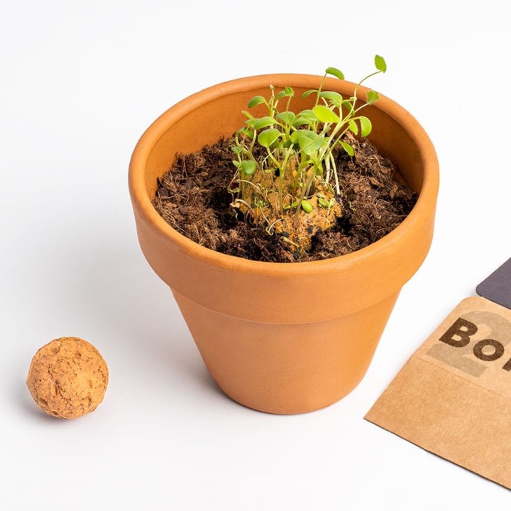Bombas de biodiversidad (Flores Silvestres Naranjas) | Semillas