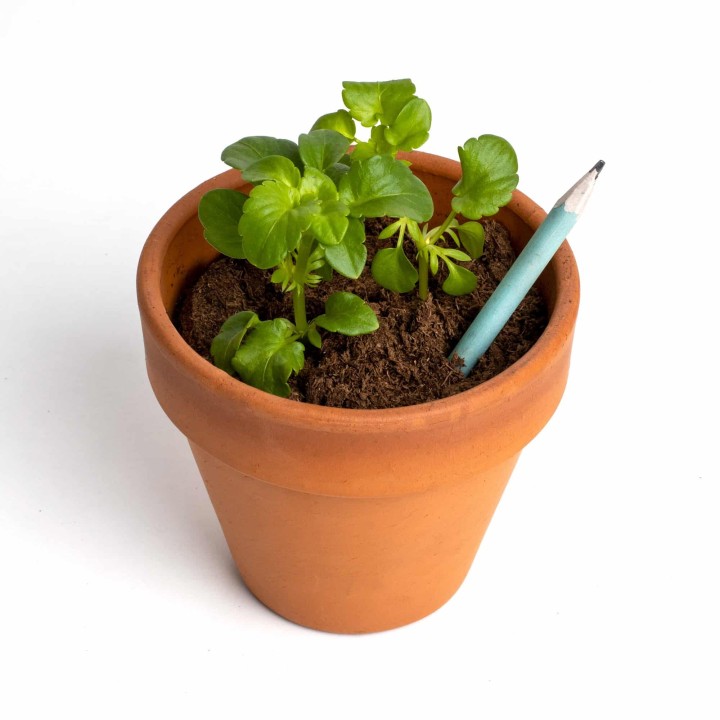 Lápices plantables, lápices con semillas para regalar | Tienda de semillas