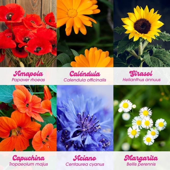 Flower Power – Kit Autocultivo de flores | Kit de semillas