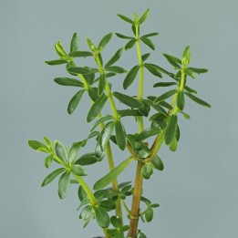 Plantas de Congona (Peperomia inaequalifolia) o Canelón