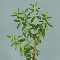 Congona - 1 planta