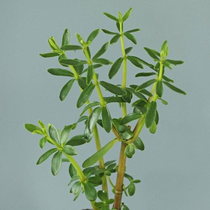 Plantas de Congona (Peperomia inaequalifolia) o Canelón