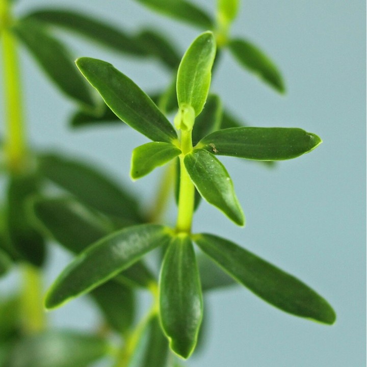 Plantas de Congona (Peperomia inaequalifolia) o Canelón