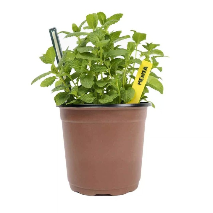 macetas plastico marron 9 cms