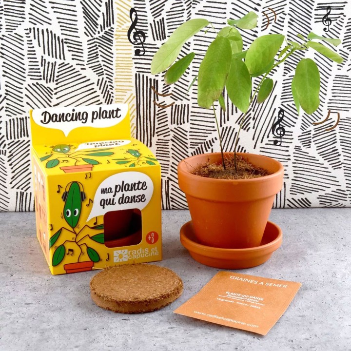 Kit con semillas de la Planta del Telégrafo (Desmodium gyrans)