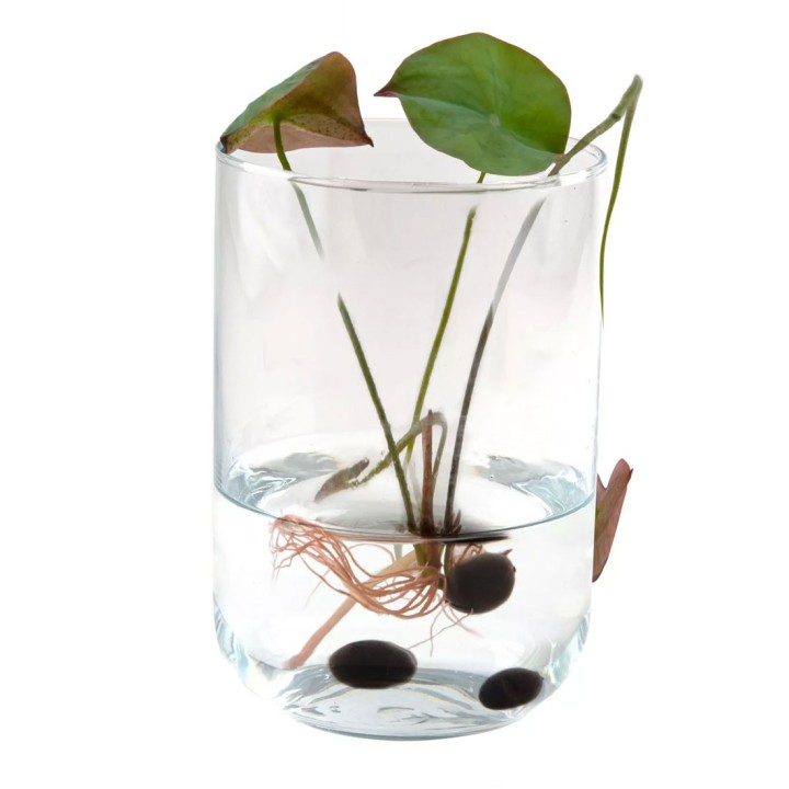 Kit para sembrar semillas de Lotus en agua
