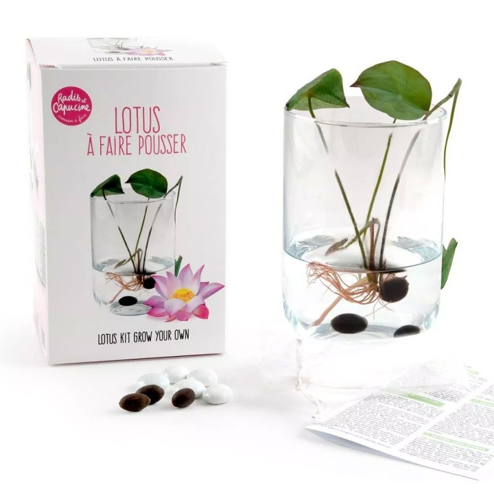 Kit para sembrar semillas de Lotus en agua