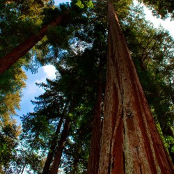 sequoia sempervirens