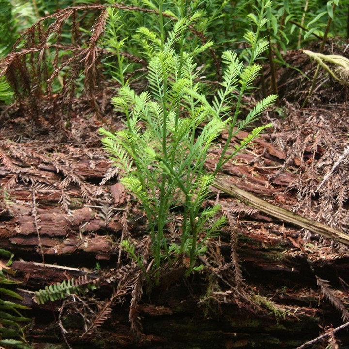 Sequoya roja - Planta
