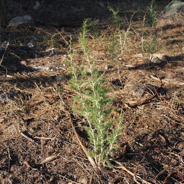 Esparraguera blanca (Asparagus albus) | Tienda de semillas