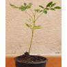 Moringa oleifera - 1 planta