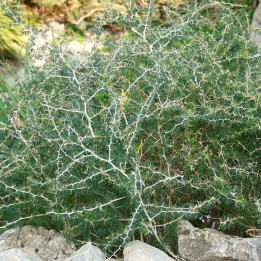 esparraguera blanca