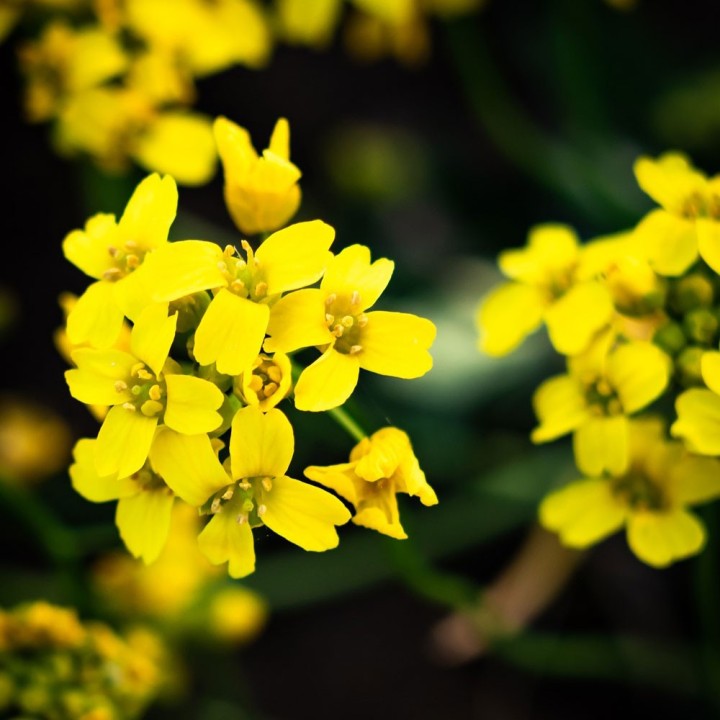 Aliso dorado de montaña - Semillas (Alyssum montanum Gold)