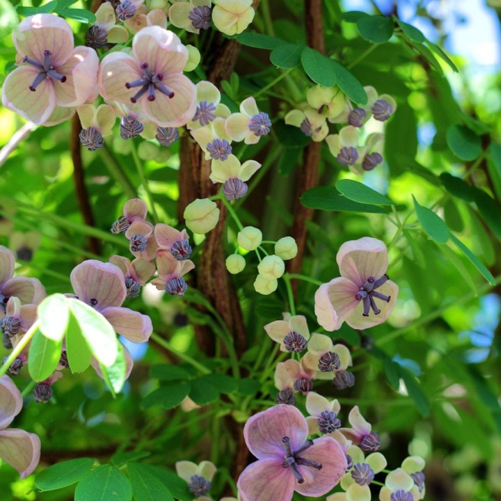 Plantas de Akebia quinata, Vid de chocolate, un arbusto trepador de flores perfumadas