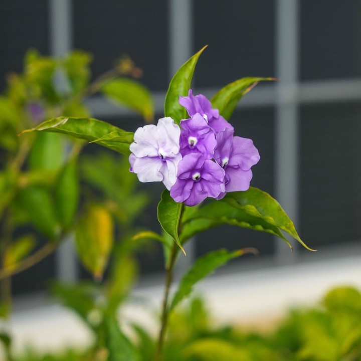 Plantas de Brunfelsia uniflora
