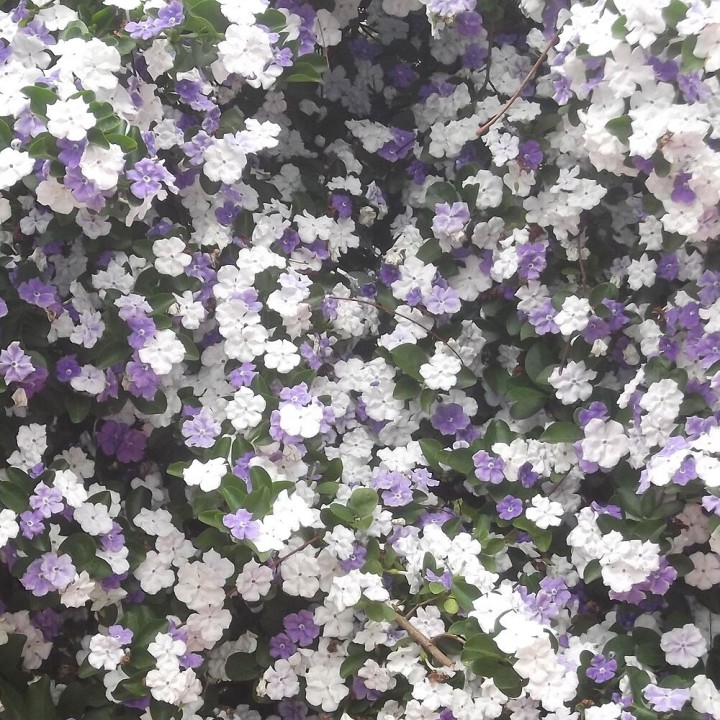Plantas de Brunfelsia uniflora