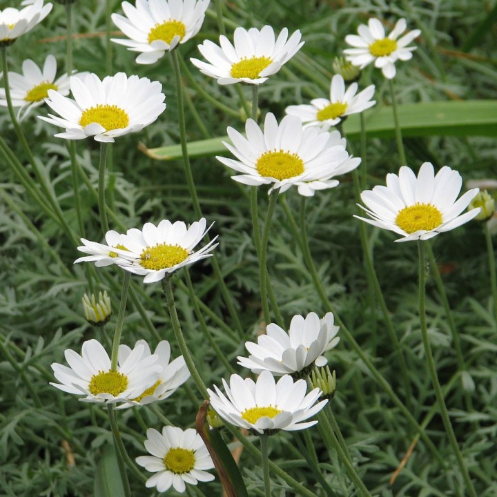 Semillas de Manzanilla de mar (Anthemis maritima) | Tienda de semillas