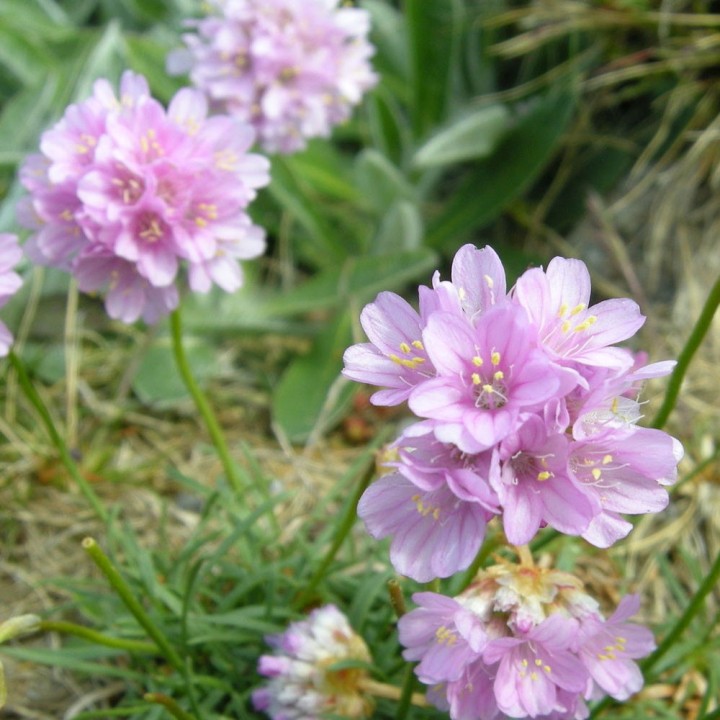 Semillas de Clavelina de mar (Armeria maritima) | EntreSemillas