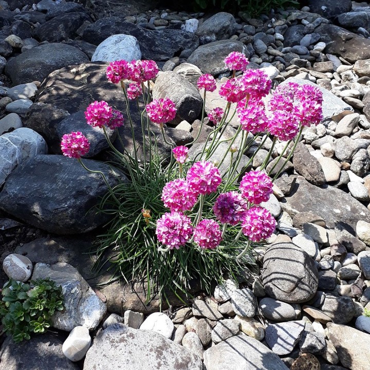 Semillas de Clavelina de mar (Armeria maritima) | EntreSemillas