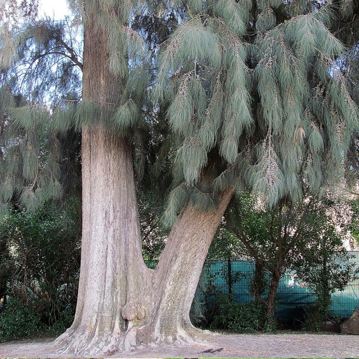 Semillas de Casuarina o Pino australiano (Casuarina cunninghamiana) | Tienda de semillas