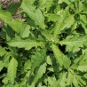 Epazote Verde - 1 planta
