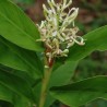 plantas de Alpinia galanga