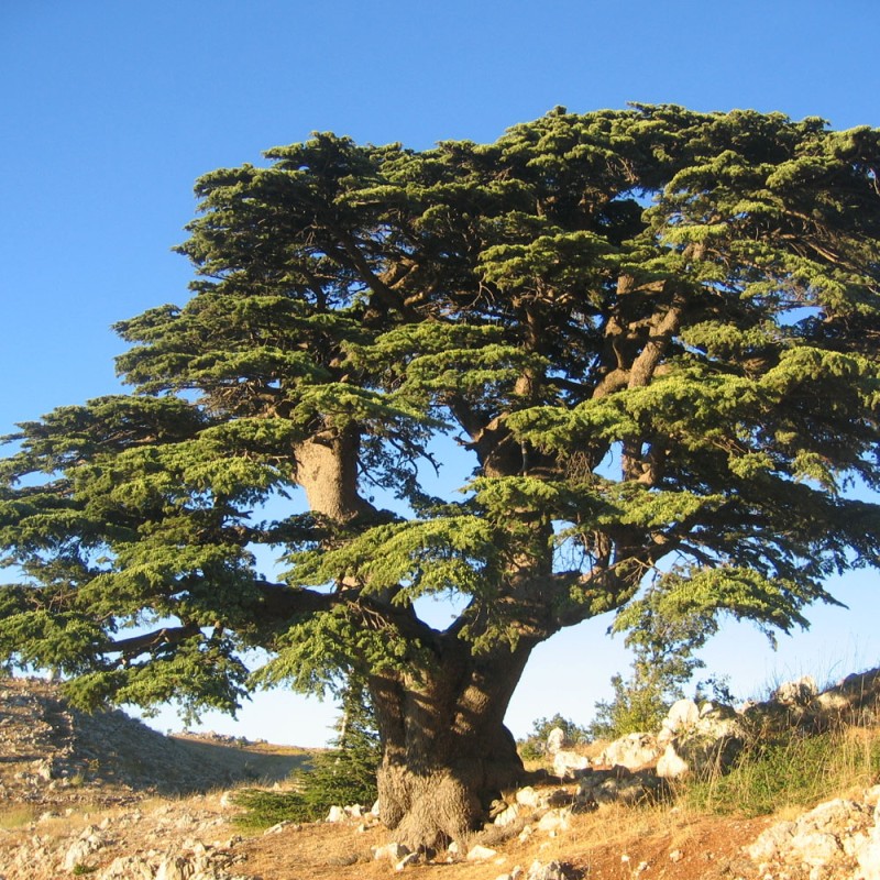 semillas de cedro del libano