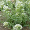 Milamores / Hierba San Jorge Blanca - semillas