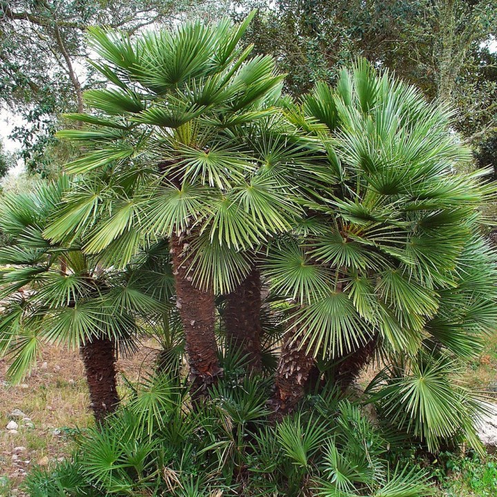 Semillas de Palmito (Chamaerops humulis)