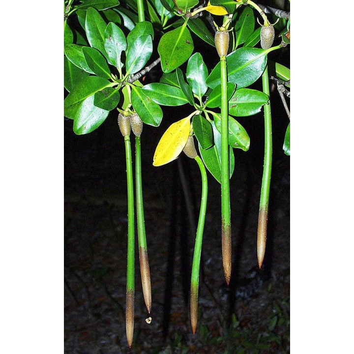 planta de mangle rojo Rhizophora mangle propagulo semilla para sembrar