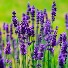 Lavanda - Planta