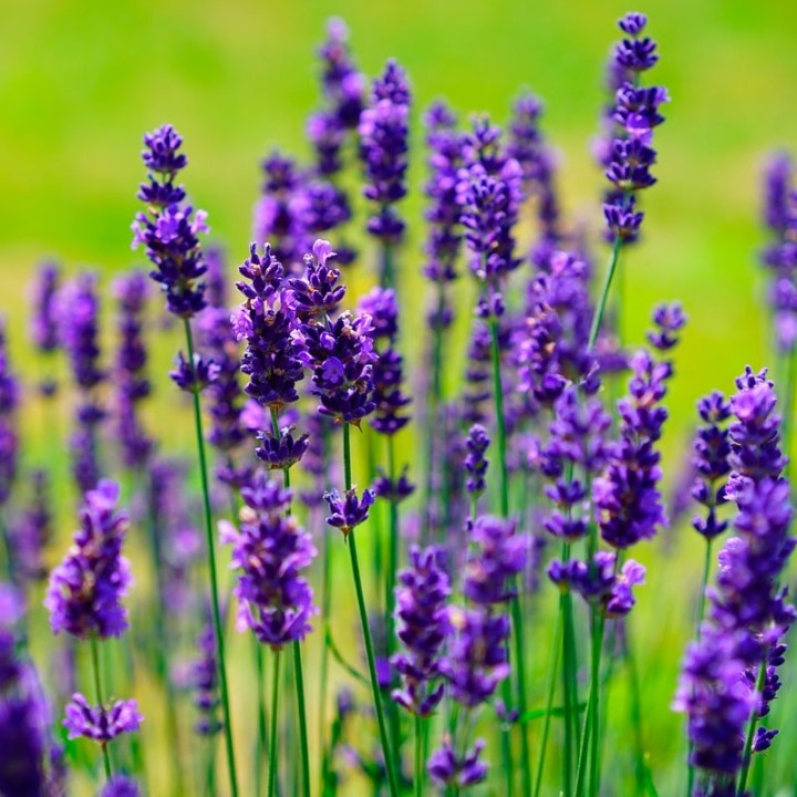 Lavanda - Planta