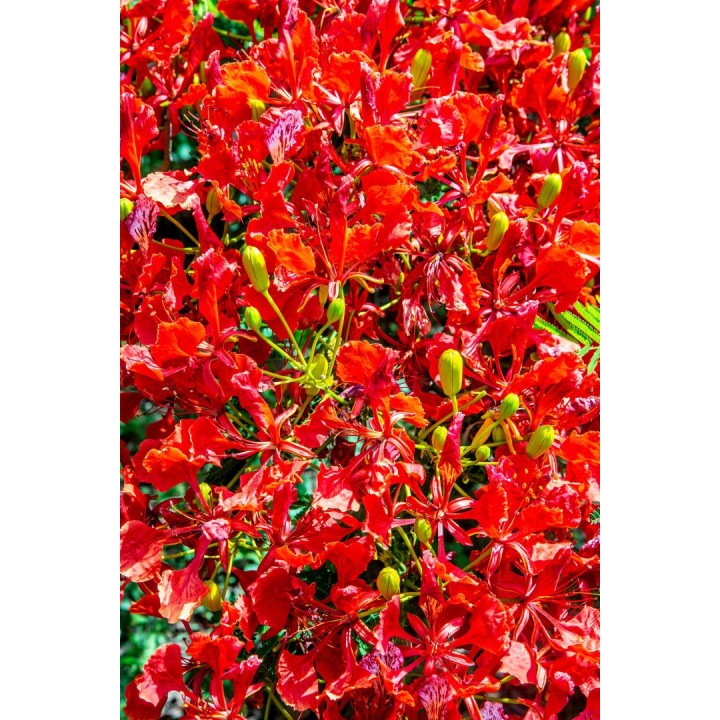 delonix regia semillas arbol flores rojas semillas