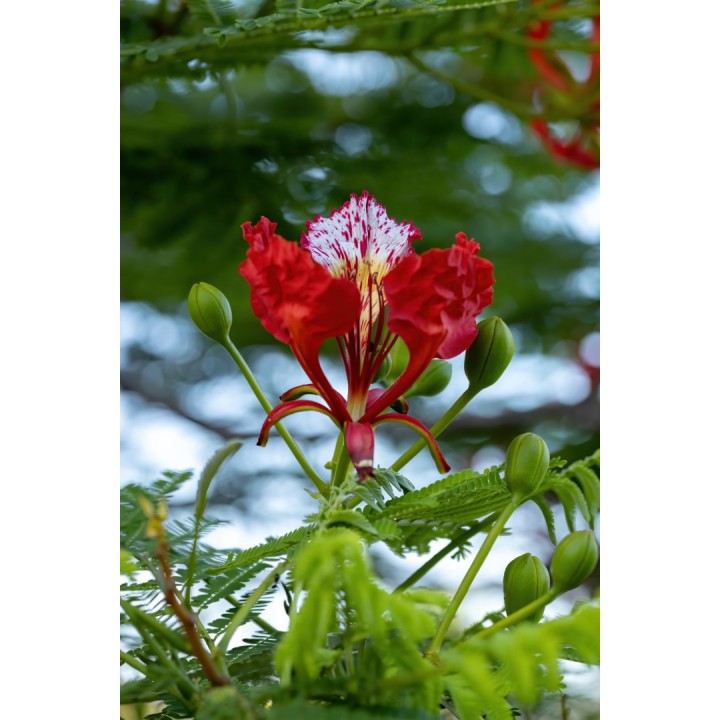 delonix regia semillas arbol flores rojas semillas