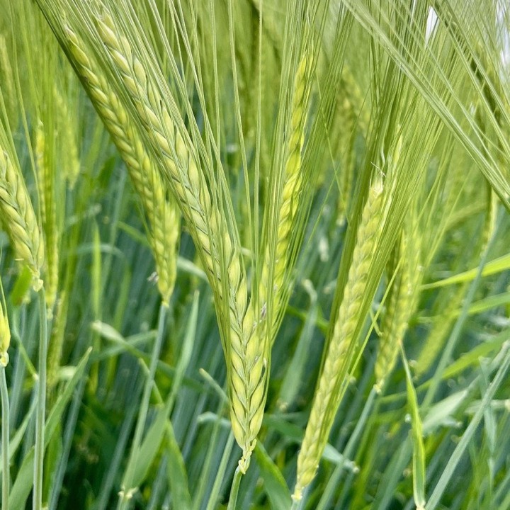 Semillas de Cebada (Hordeum vulgare) | Venta de semillas