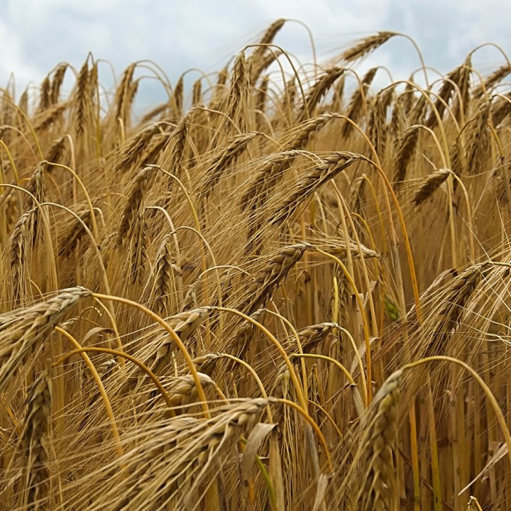 semillas de Hordeum vulgare