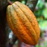 planta de Theobroma cacao