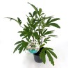 Hibiscus sabdariffa - 1 planta (Compra grupal)