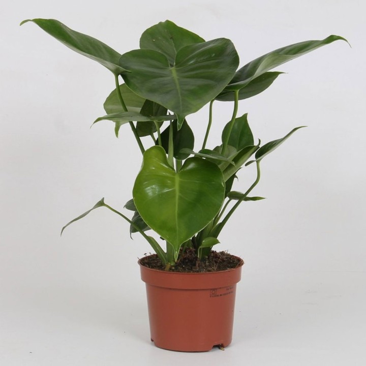Monstera deliciosa - Comprar plantas online