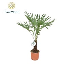 Trachycarpus fortunei - 1 planta