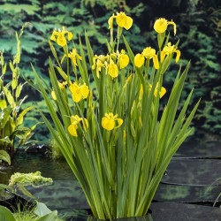 planta Iris pseudacorus