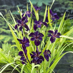 planta Iris 'Black Gamecock'