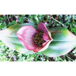 Androcymbium latifolium - Sobre 6 semillas