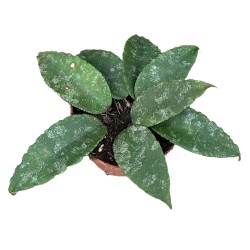 Hoya caudata - 1 planta...