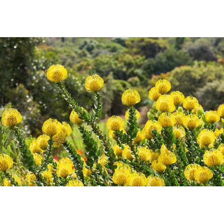 Leucospermum cordifolium 'Amarillo' - Sobre 5 semillas