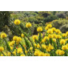 Leucospermum cordifolium 'Amarillo' - Sobre 5 semillas