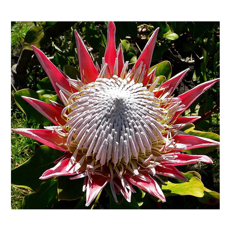 Protea cynaroides 'Verano' - Sobre 5 semillas