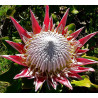 Protea cynaroides 'Verano' - Sobre 4 semillas